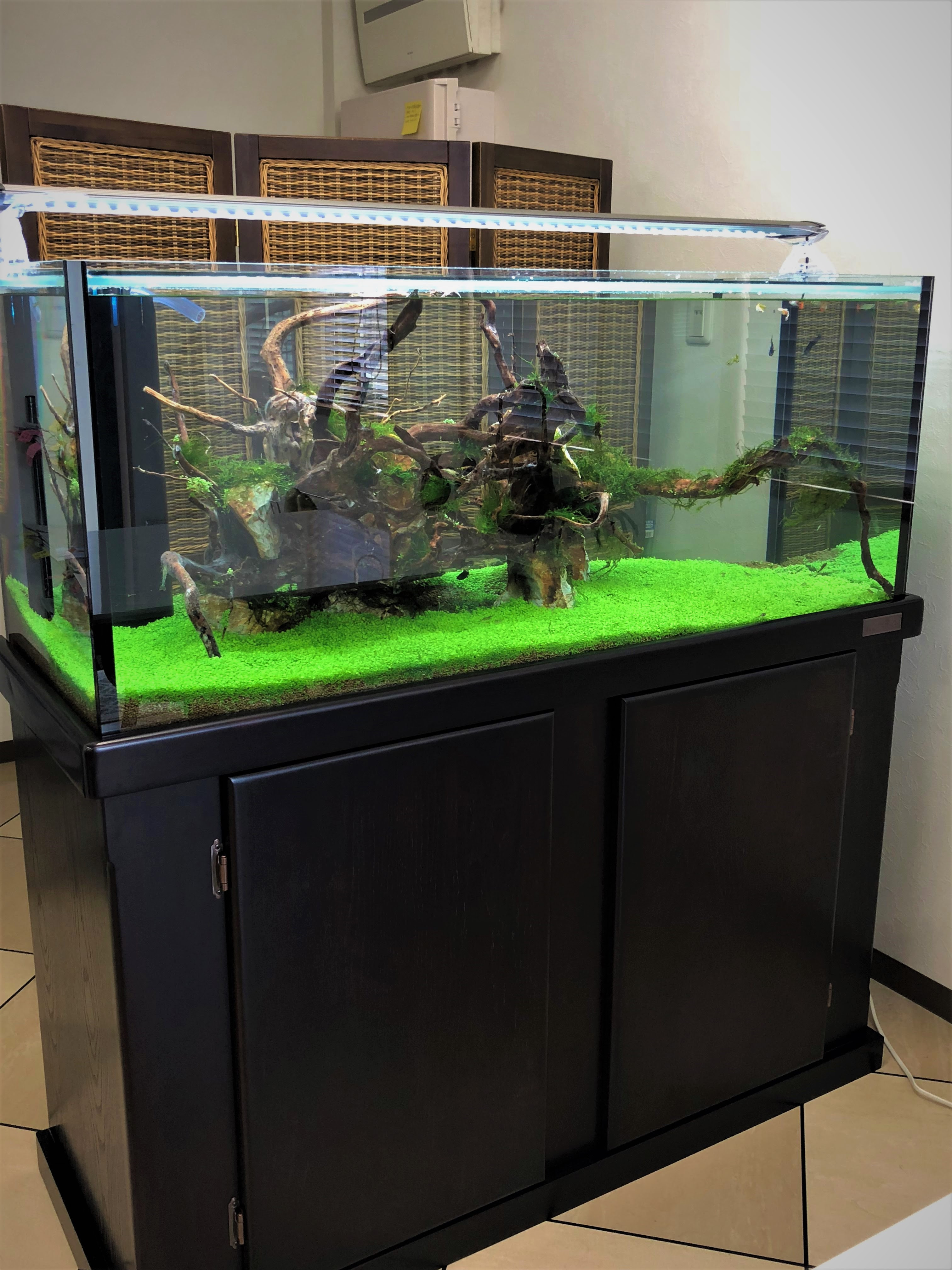 オーバーフロー10水槽設置 水草 熱帯魚仕様 栃木 宇都宮 アクアリウムショップ おさかなや メダカ 水草 熱帯魚 海水魚 サンゴ 淡水魚 エビ 水槽メンテナンス 水槽設置 メダカ掬い 生体引取り 生体買取 機材引取り 機材買取