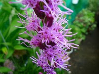 ８月３０日の誕生花 リアトリスの花言葉 長すぎた恋愛 向上心 に 燃える思い で上から下へと咲き進む長い花穂 弥生おばさんのガーデニングノート 花と緑の365日 楽天ブログ