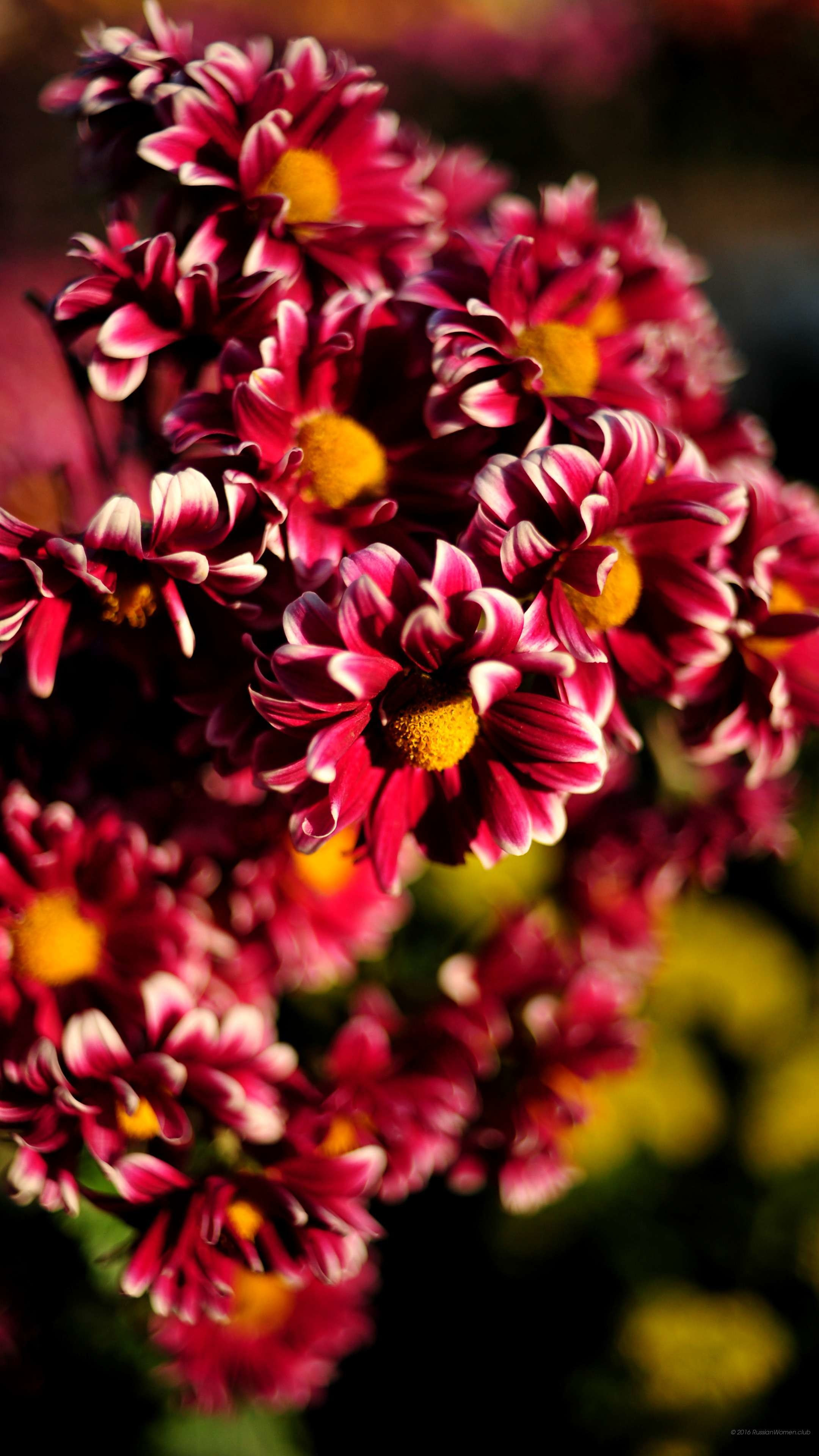 Flower HD Wallpapers For Mobile - 2018 Cute Screensavers