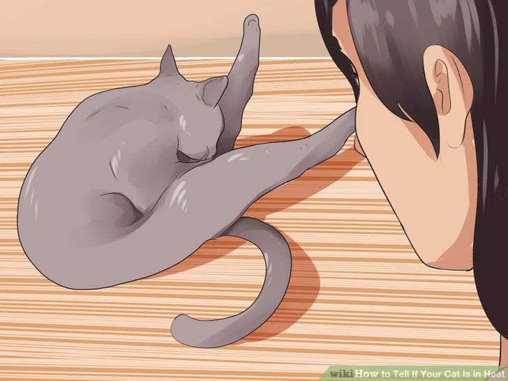 Tell if Your Cat Is in Heat Step 7.jpg