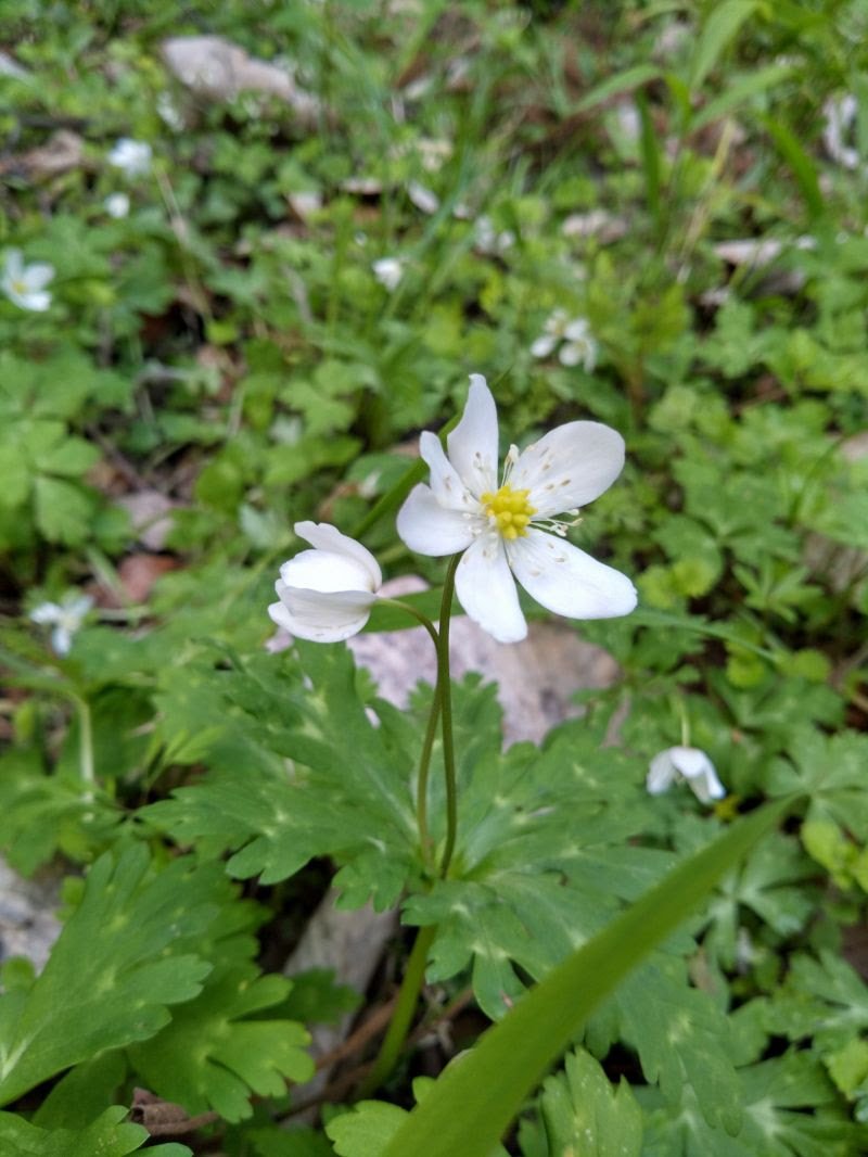 二輪草 山水苑日記