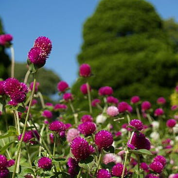 センニチコウとは ヤサシイエンゲイ