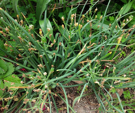 オオアマナ４ 萌萌虫雑記帳