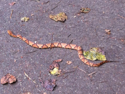 What Does A Copperhead Snake Look Like Photos
