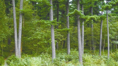 若没有红松谁擎起蓝天 树木传奇 国家林业和草原局政府网