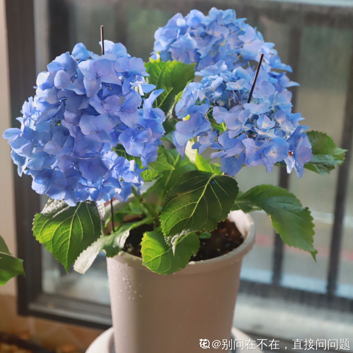 6种蓝色系的花 最适合夏天养 清凉又舒爽
