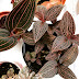 Ludisia Discolor Jewel Orchid / Ludisia discolor, also known as the jewel orchid, is one of the easiest orchids to grow.