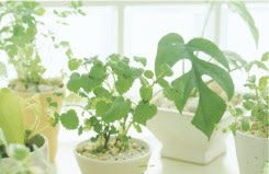 Vent Vert ヴァン ベール 東京 神奈川の観葉植物レンタル 花壇