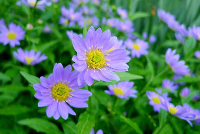 ミヤコワスレ 都忘れ 花 Sugawara
