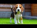 無料ダウンロード ビーグ�� 可愛い 706630-可愛い 犬 ビーグル