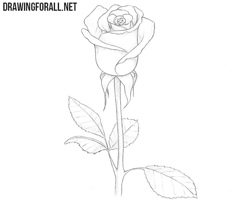 How to Draw a Rose for Beginners | Drawingforall.net