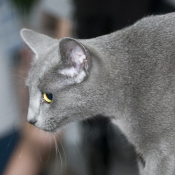 The Korat Or The Russian Blue Morakot Pl Korats