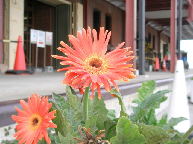 ガーベラ花散歩