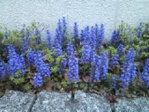 母の思い出 十二単 アジュガ の花 京都法律事務所