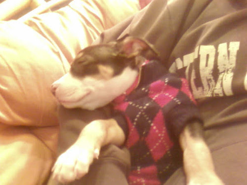 Koira_Sleeping_On_Mommy's_Arm