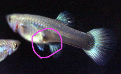グッピー稚魚