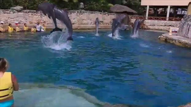 Corpus Christi students' research focuses on lungs of dolphins - San Antonio Express-News