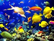Populer 42+ Gambar Ikan Laut