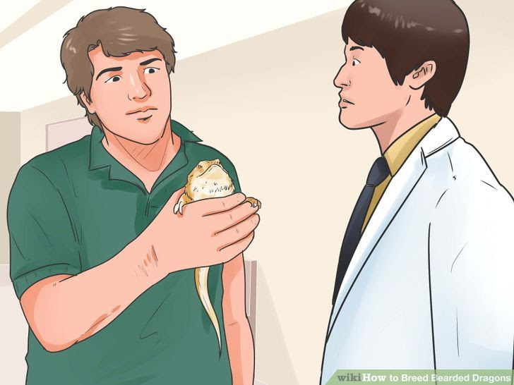 Breed Bearded Dragons Step 2 Version 2.jpg