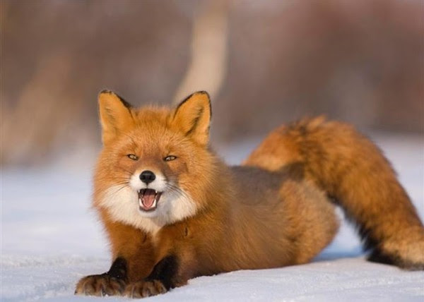 Renard