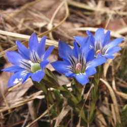 湿地 水辺で見られる春の花 2 5月