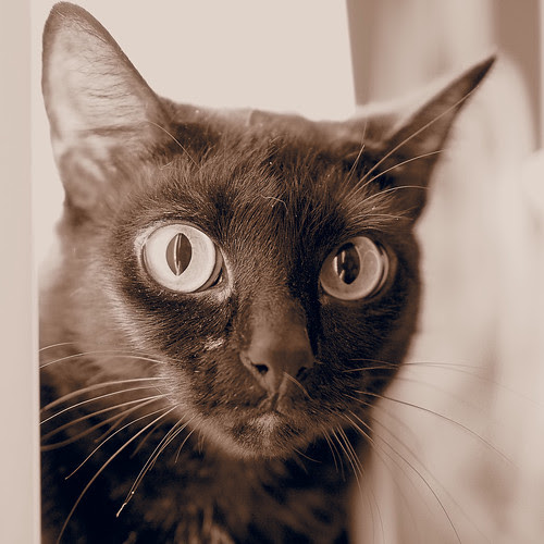 loki