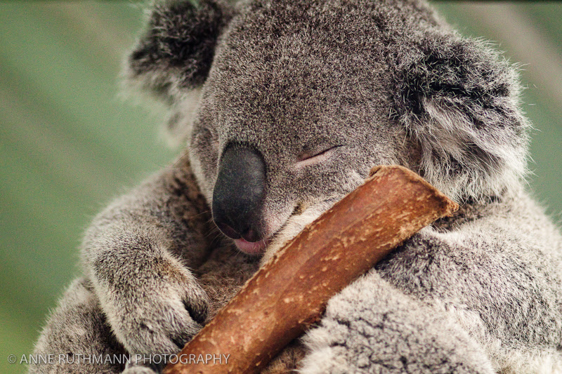 Sleepy Koala Face