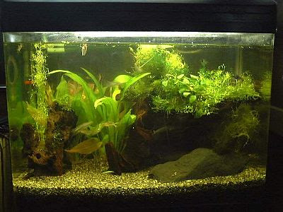 コリドラス大好き Aquarium Exhibit 浜茶屋