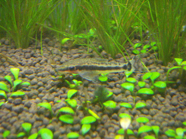 Aquarium World 熱帯魚と水草の飼育 旧 アクアリム7 オトシンクルス 写真館