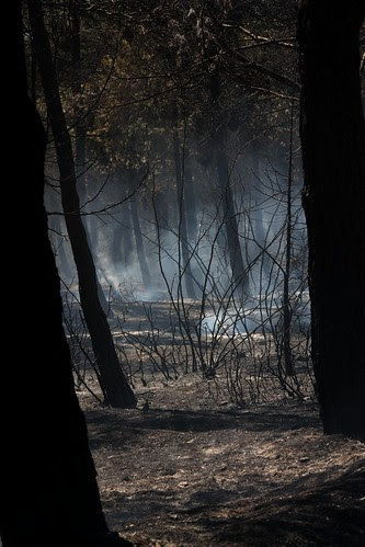 The aftermath of a forest fire near Thessaloniki, Greece