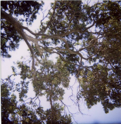 trees...