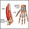 Tendones y ligamentos