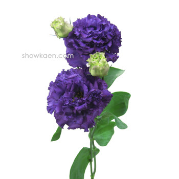 トルコギキョウ ボヤージュブルー Flower Note