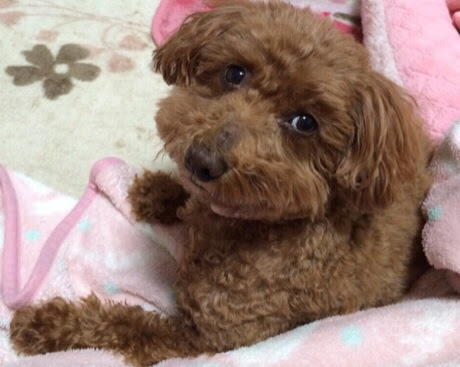 大きくならない犬の見分け方 あんずです