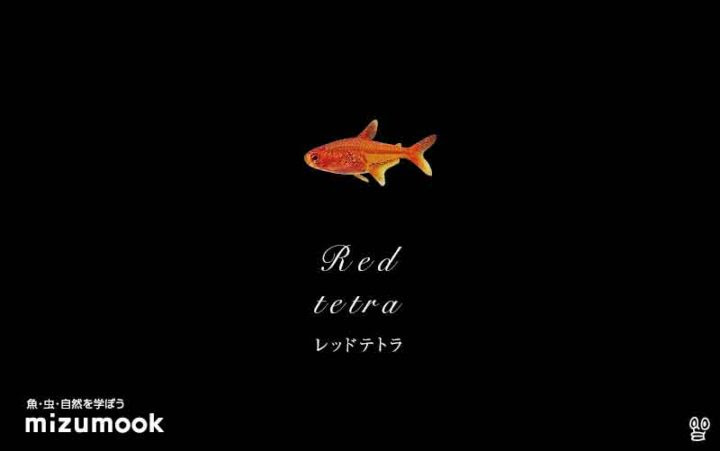 赤い熱帯魚 全12種類 ミズムック