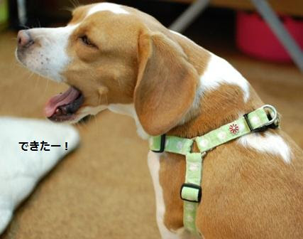 南の島のｌｏｃｏとｌｅｉ ハーネスの作り方 ザックリ編