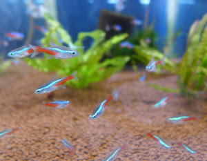 グッピーファーム春日井熱帯魚 お魚のご紹介 春日井市の熱帯魚専門店 国産グッピー メダカ 金魚