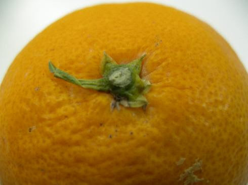 長崎県産 出島の華 幻のみかん フルッティア フルーツギフト 内祝いや快気祝い お歳暮など贈り物は Fruttier Com で