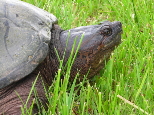 Snapping Turtle
