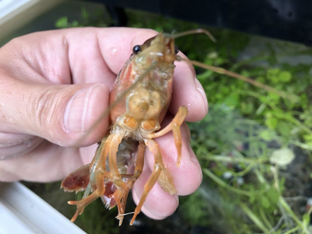 ザリガニ飼育 両ハサミがないメスでも交尾 交配 は出来るのか まろパパのhow About This