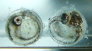 メダカの発生 2日目から孵化まで