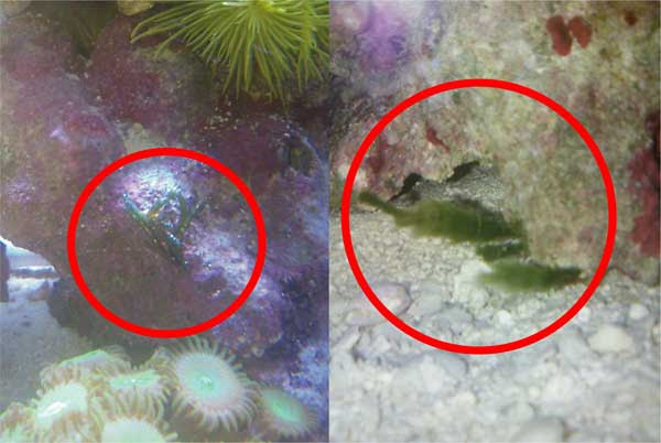 ライブロックから出てきた謎のやつらについて 厄介者 謎の生物 掲示板過去ログタンク Privateocean Com