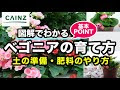 √100以上 ベゴニア 育て 方 切り 戻し 307311-ベゴニア 育て方 切り戻し