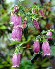 花 ホタルブクロ 6月14日の花と花言葉 ホタルブクロ 魅る魅るガーデニング