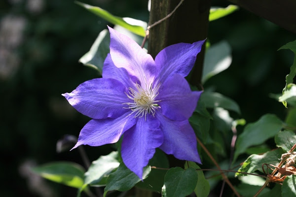 青い花 10年5月アーカイブ 今日の花