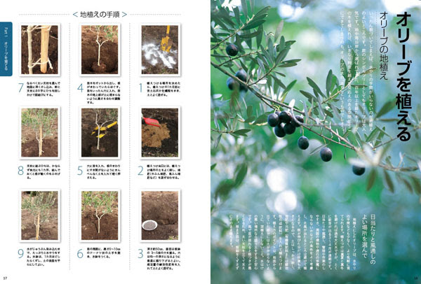 決定版 育てて楽しむ オリーブの本 ガーデンダイアリー 編集 制作 出版の八月社