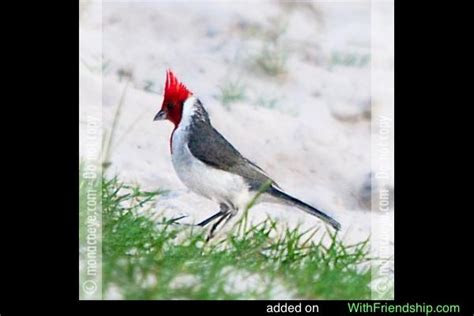 cardinal bird quotes sayings quotesgram