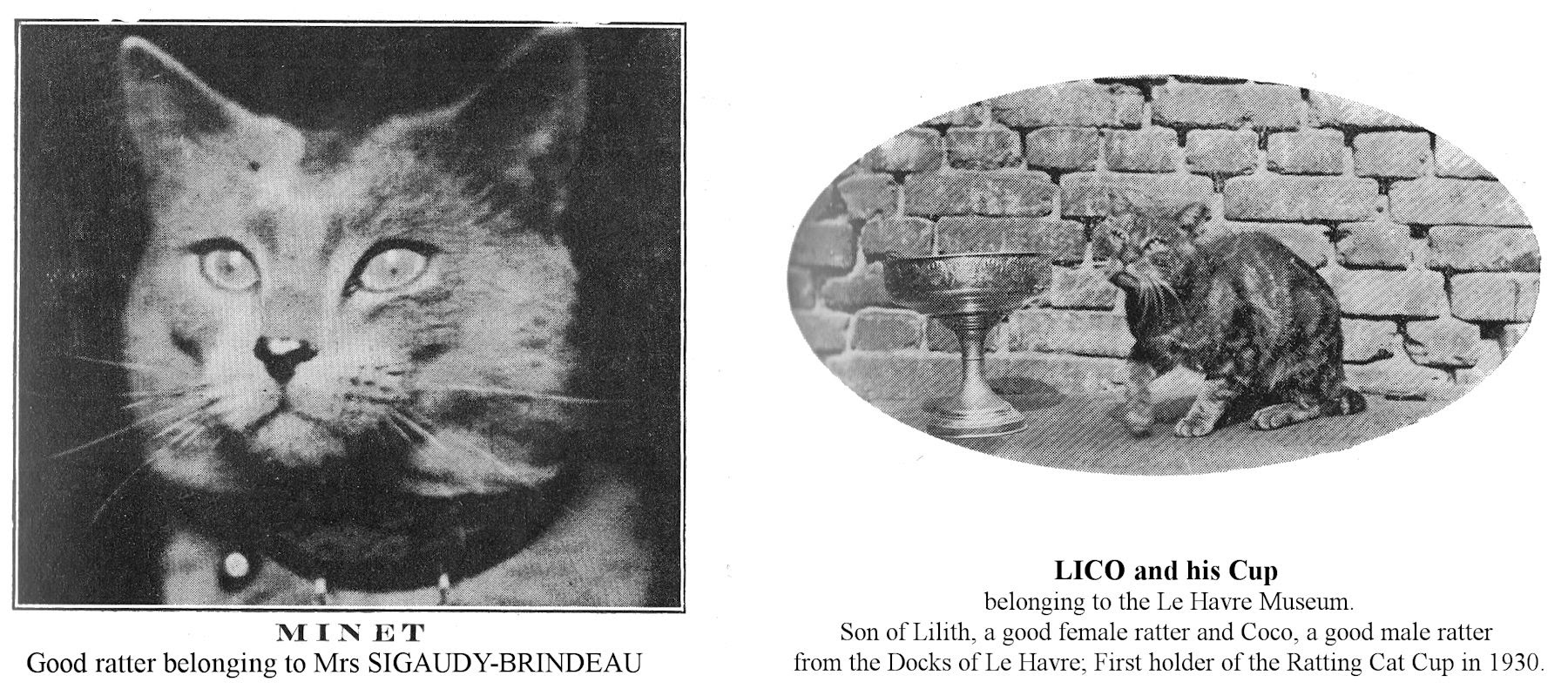 The Cat Its Usefulness Destruction Of Rats Dr And Mrs Adrien Loir 1931