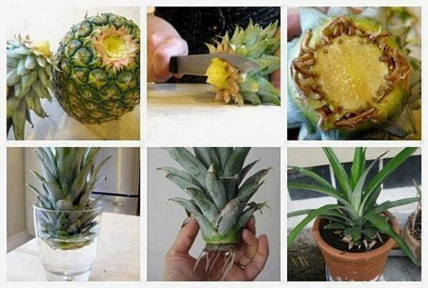 piña
