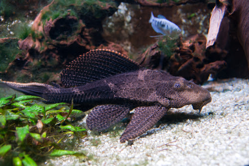 プレコの皮膚に白いものができる原因や対策方法は 熱帯魚 淡水魚 海水魚の図鑑